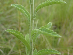 Nidorella auriculata