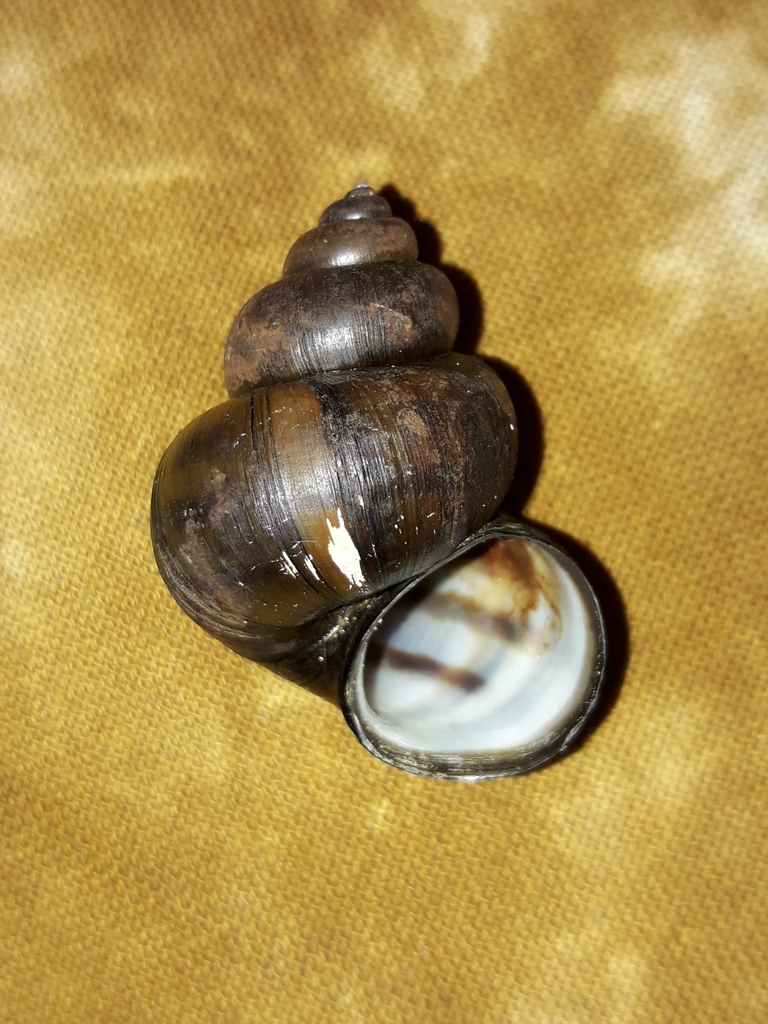 Lister's River-snail, photo 1 of 10
