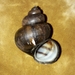 Lister's River-Snail - Photo (c) Walter Wimmer, some rights reserved (CC BY-NC), uploaded by Walter Wimmer