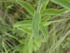 Nidorella auriculata