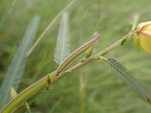 Image of Trailing dwarf cassia by (c) Mahomed Desai, some rights reserved (CC BY)