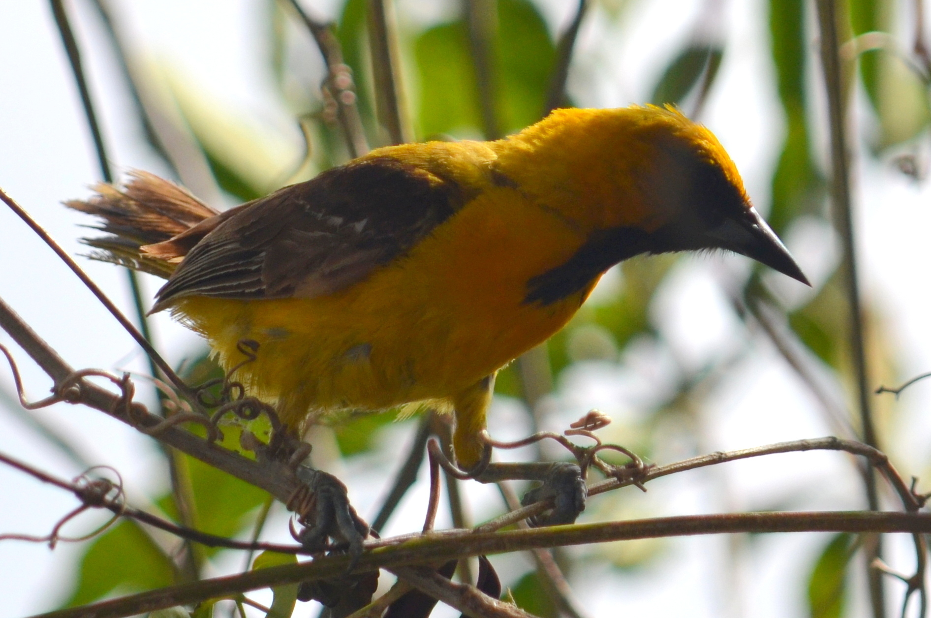 Orange Oriole illustration