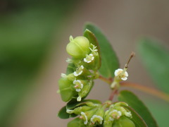 Wartweed (Euphorbia nutans)