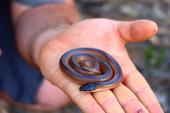 Suta nigriceps