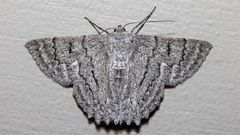 Crypsiphona tasmanica