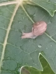 Bradybaena similaris