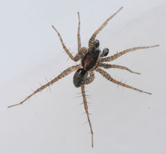 Pardosa pauxilla