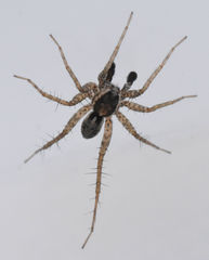 Pardosa pauxilla
