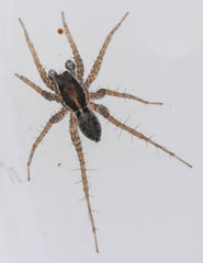 Pardosa pauxilla