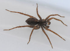 Pardosa milvina