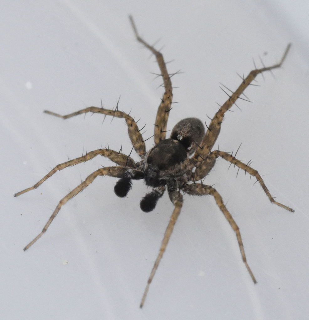 Pardosa atlantica