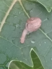 Bradybaena similaris