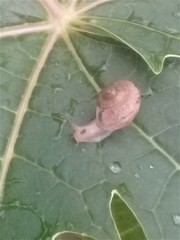 Bradybaena similaris