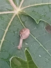 Bradybaena similaris