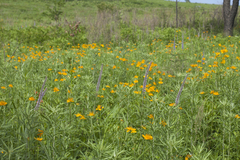Veronicastrum sibiricum