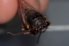 Birrima castanea