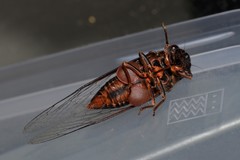 Birrima castanea