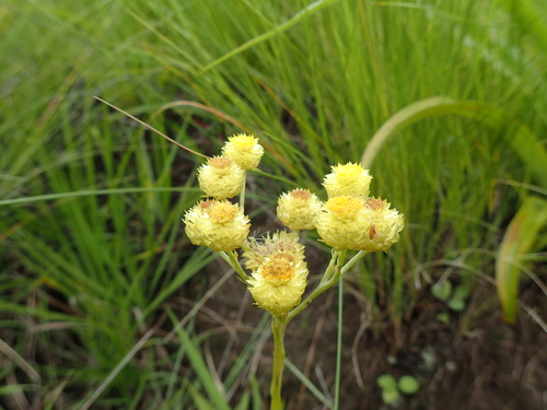 Image of Helichrysum mixtum by (c) Mahomed Desai, some rights reserved (CC BY)