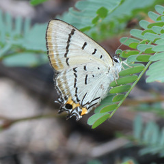 Jalmenus pseudictinus