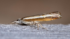 Ptochostola microphaeellus