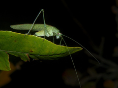 Eulioptera reticulata
