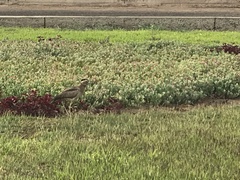 Burhinus superciliaris