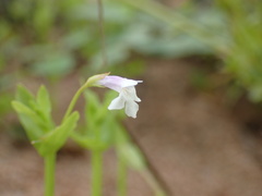 Lindernia parviflora