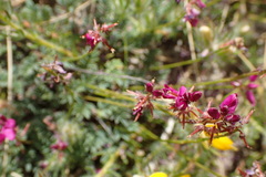 Indigofera sp-aff-humifusa