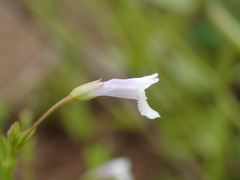 Lindernia parviflora