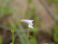 Lindernia parviflora