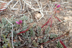 Indigofera sp-aff-humifusa