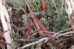 Indigofera sp-aff-humifusa