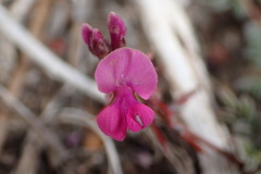 Indigofera sp-aff-humifusa
