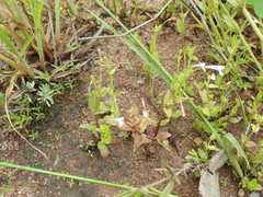 Lindernia parviflora