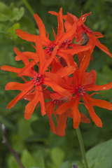 Silene fulgens