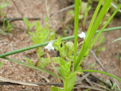 Lindernia parviflora
