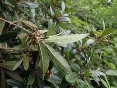 Anastrabe integerrima