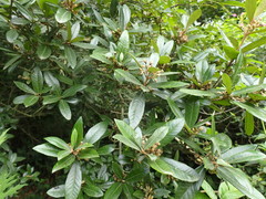 Anastrabe integerrima