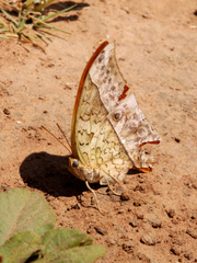 Charaxes varanes