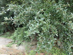 Anastrabe integerrima