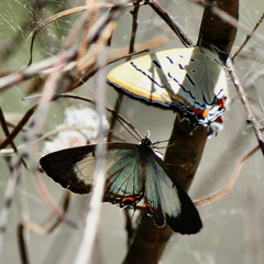 Jalmenus pseudictinus