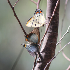 Jalmenus pseudictinus