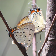 Jalmenus pseudictinus