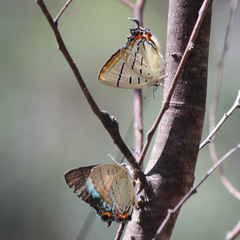 Jalmenus pseudictinus