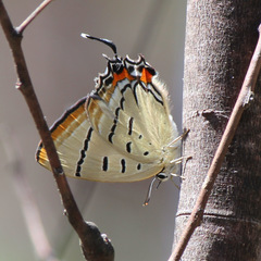 Jalmenus pseudictinus