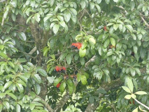 Balanghas (Sterculia balanghas)