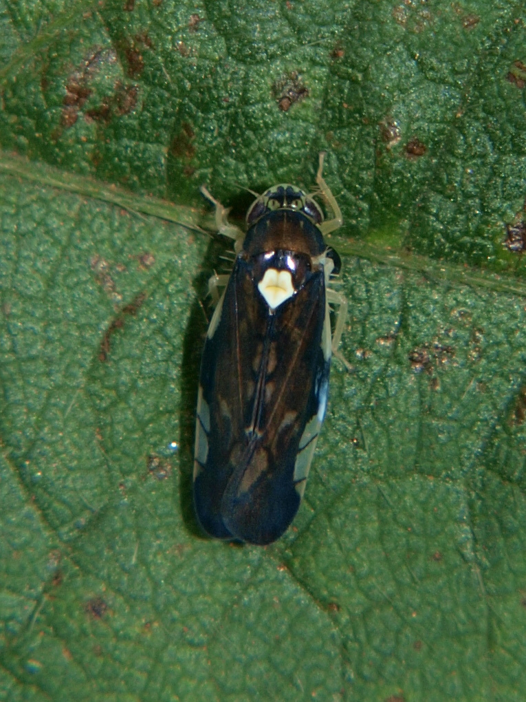 Scaphoidophyes