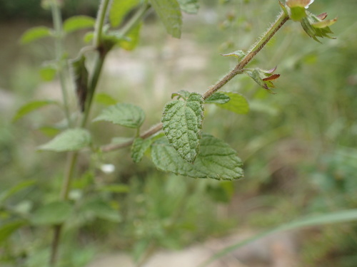 Image of Endostemon obtusifolius by (c) Mahomed Desai, some rights reserved (CC BY)