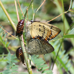 Jalmenus pseudictinus