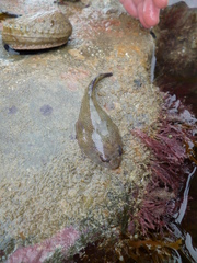 Diplocrepis puniceus